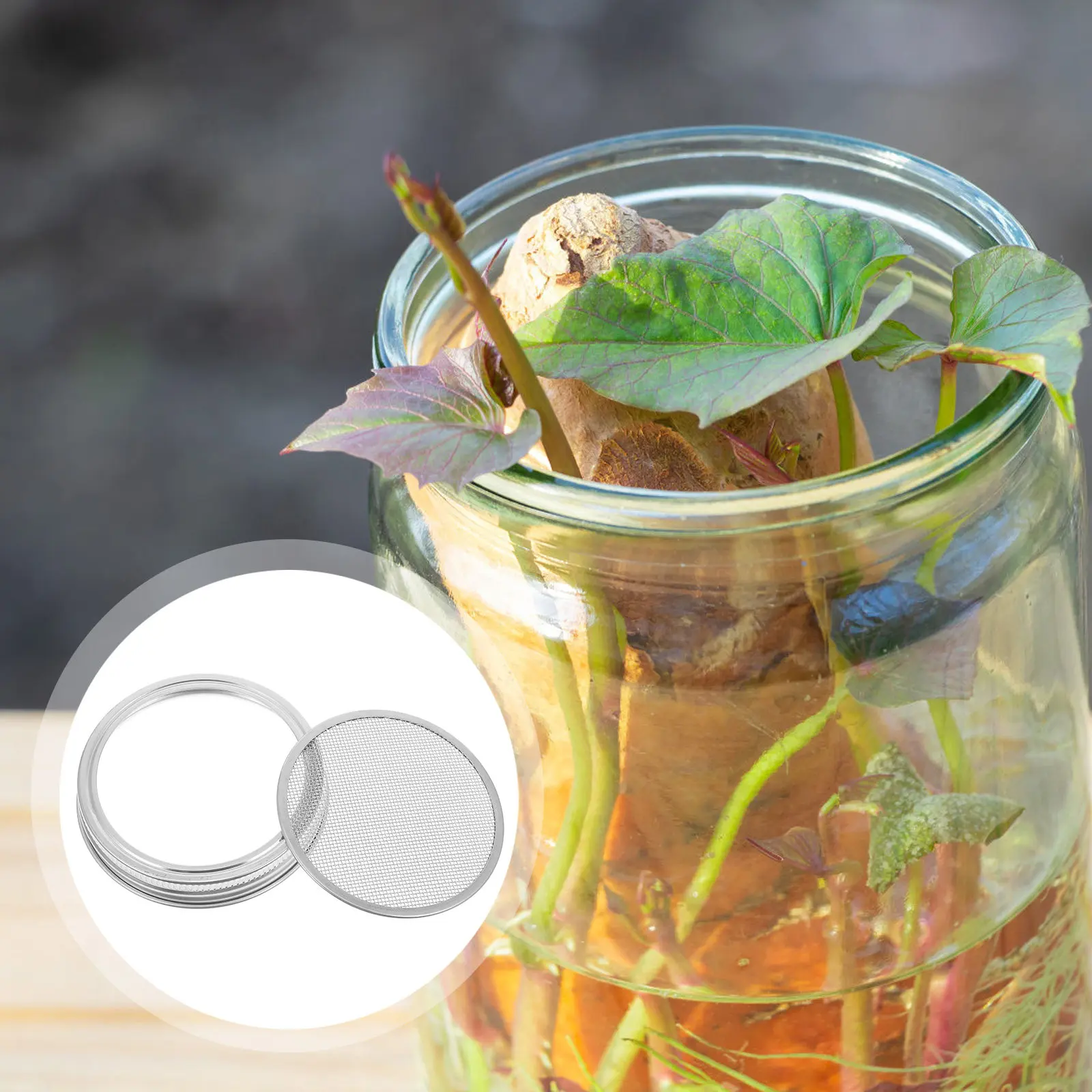 

Набор из 6 крышек из нержавеющей стали для банок Мейсона с широким горлом, для домашнего выращивания органических растений: брокколи, фасоли, чечевицы