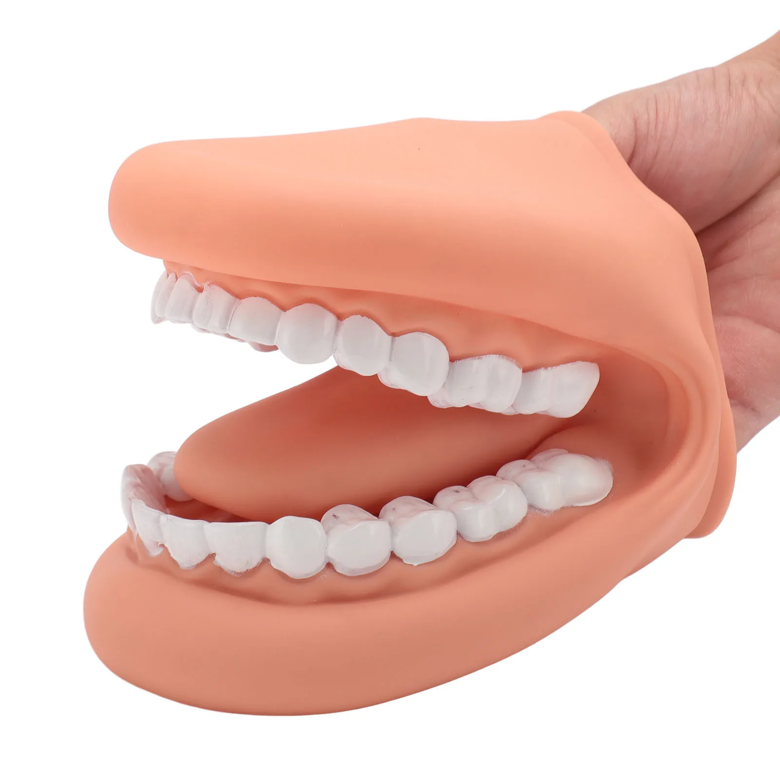Modelo de cuidado dental, títere de boca con lengua, 28 dientes, terapia del habla de silicona, modelo de demostración de dientes para enseñanza de niños