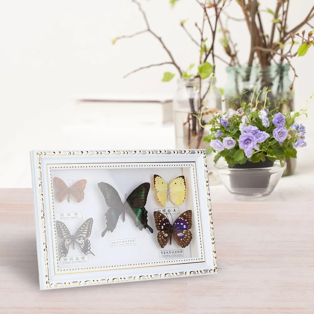 Birthday Gift Butterflies Specimen Exquisite Butterflies Insect Specimen Craft Birthday Gift Home Decor Ornament Insect Specimen