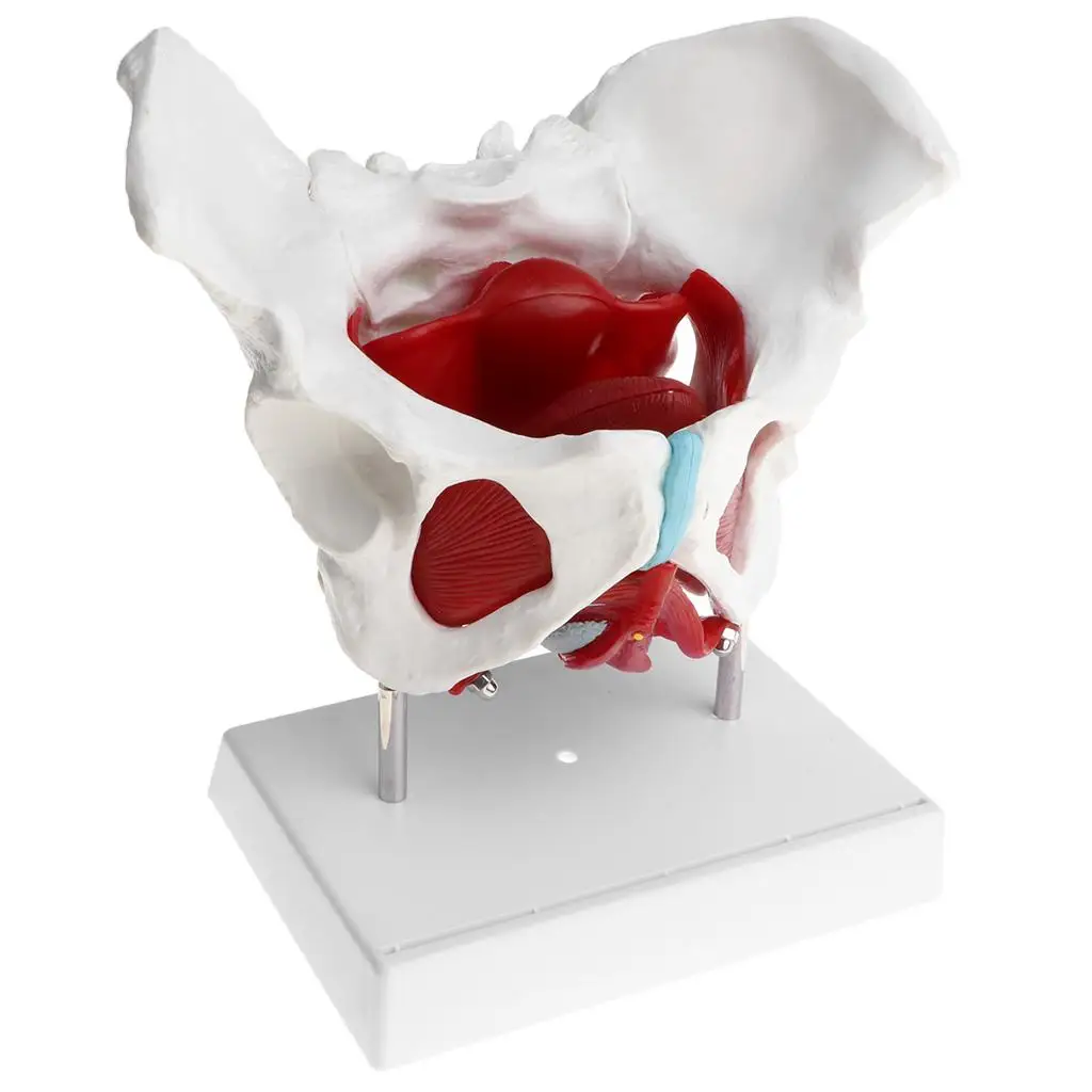1:1 Female Pelvis Skeleton Floor Muscles with Removable Organs Model