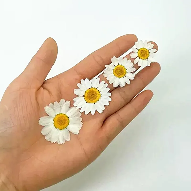 100Pcs Natural White Crystal Chrysanthemum Daisy Plant Specimens Real Dried Flowers Pressed Flowers DIY Material Kit for Photo Frames, Phone Cases, Resin Crafts view 4