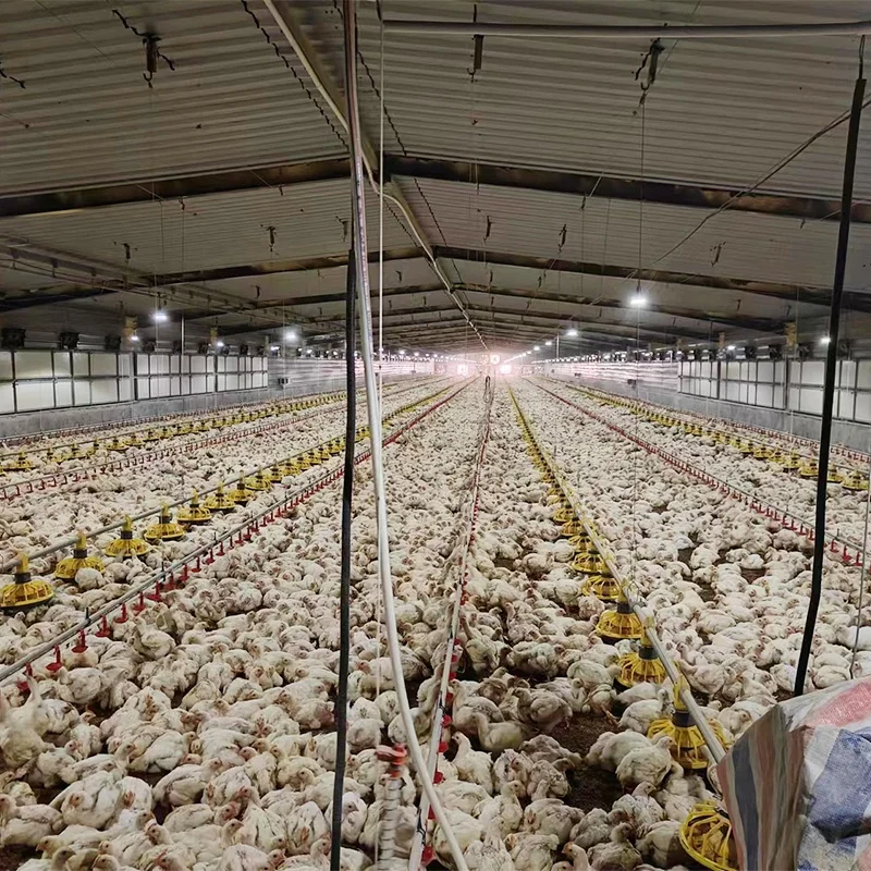 Modern Farm Building Design Automatic Feeder Pan Broiler House System Feeding Line Chicken Poultry Farming Equipments