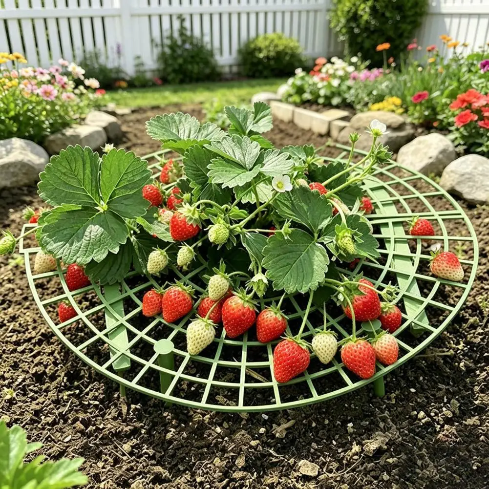 Strawberry Growing Aid Reusable Strawberry Plant Support Frame Sturdy Growing Rack with 4 Legs Berry Protection Stand for Clean