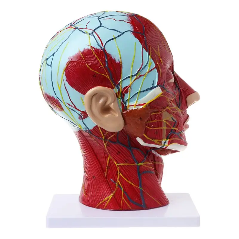 Human Anatomical Half Head Face Anatomy Medical Brain Neck Median Section Study Model Nerve Blood Vessel For Teaching  Ornament