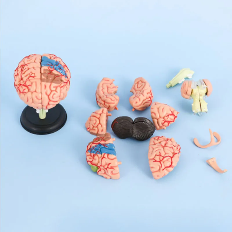 DARHMMY 4D Medical Removable Model Assembled Model Structure Of The  Brain Anatomy Brain Model Anatomy Medical Teaching Tool