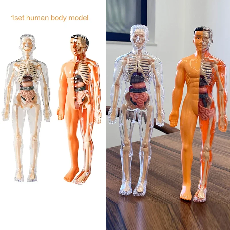 

3D человеческий скелет, орган, анатомия, научная модель, комплект, детские модели для образования тела, съемная имитация, модель сборки органов «сделай сам»