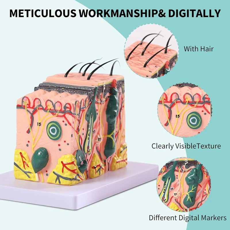 3D Skin Anatomical Model, 35X Enlarged Skin Layer Structure Anatomy Model With  Skin Marking For Teaching Models