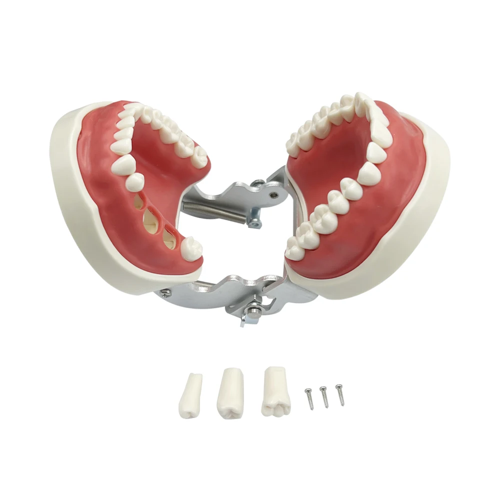 32pcs Dental Teeth Model Removable Teeth Standard Study Teaching Typodont Demonstration Model Teaching Model With Soft Gum