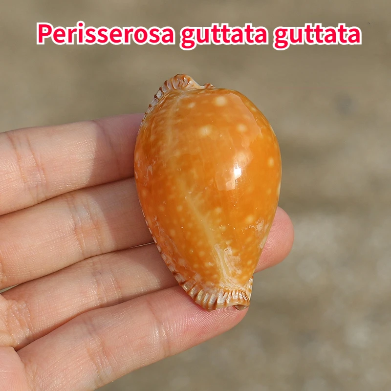 

Periserosa Gutta Gutta Natural Conch Shell Rare Specimen Fish Tank Aquatic Landscape Decoration Home Collection Beach Decor