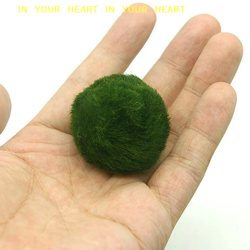 【X】3-4cm Marimo Moss Balls Liv - Planted Aquarium Algae ulasan dan harga