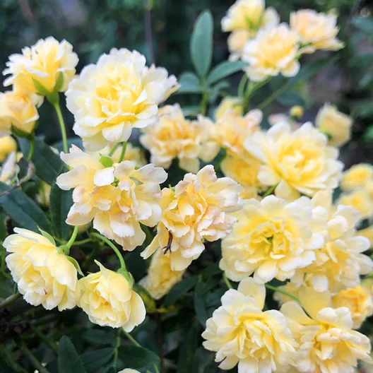 

Tuya Smart Infrared Detector Sensor App Remote Monitoring WiFi PIR Infrared Motion Detector Sensor Wireless Home Security System