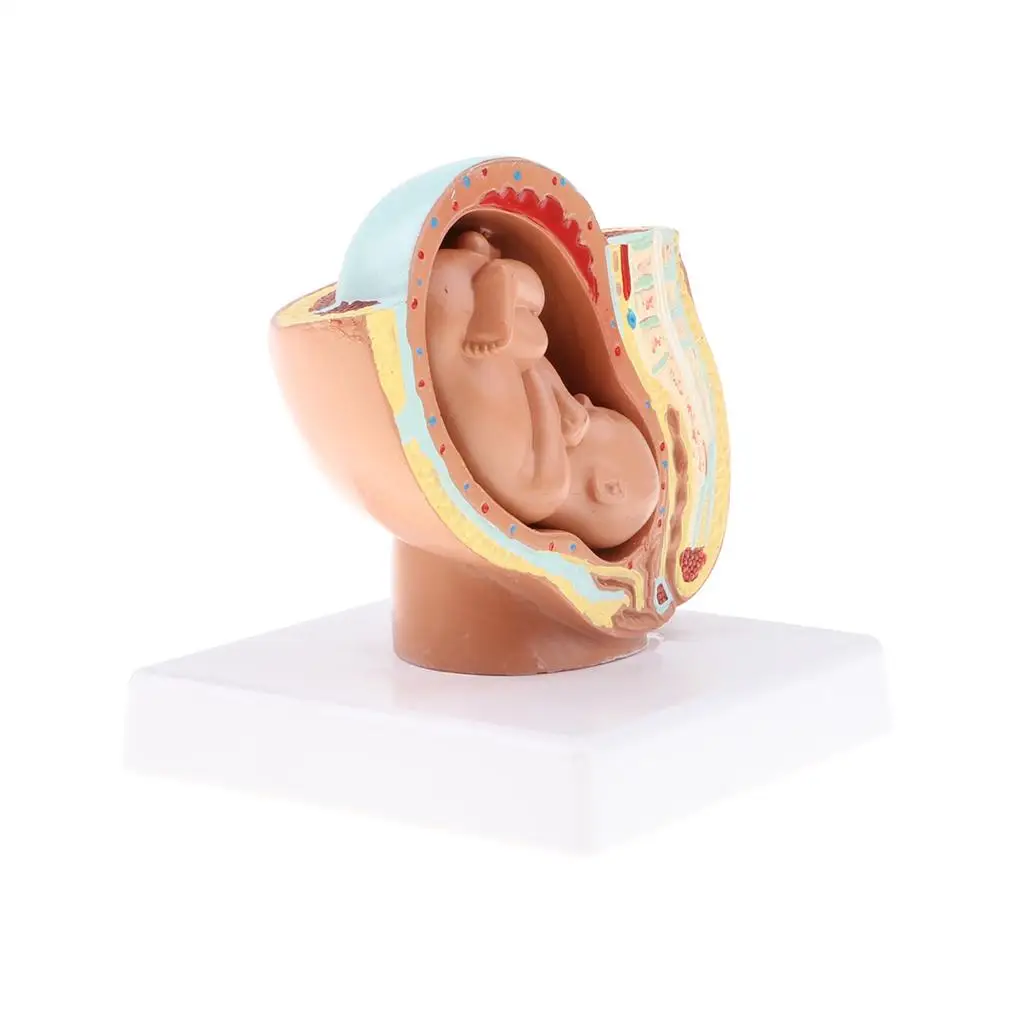 Anatomical 9th Month 1:1 Human Fetus Pregnancy Embryonic Development Model