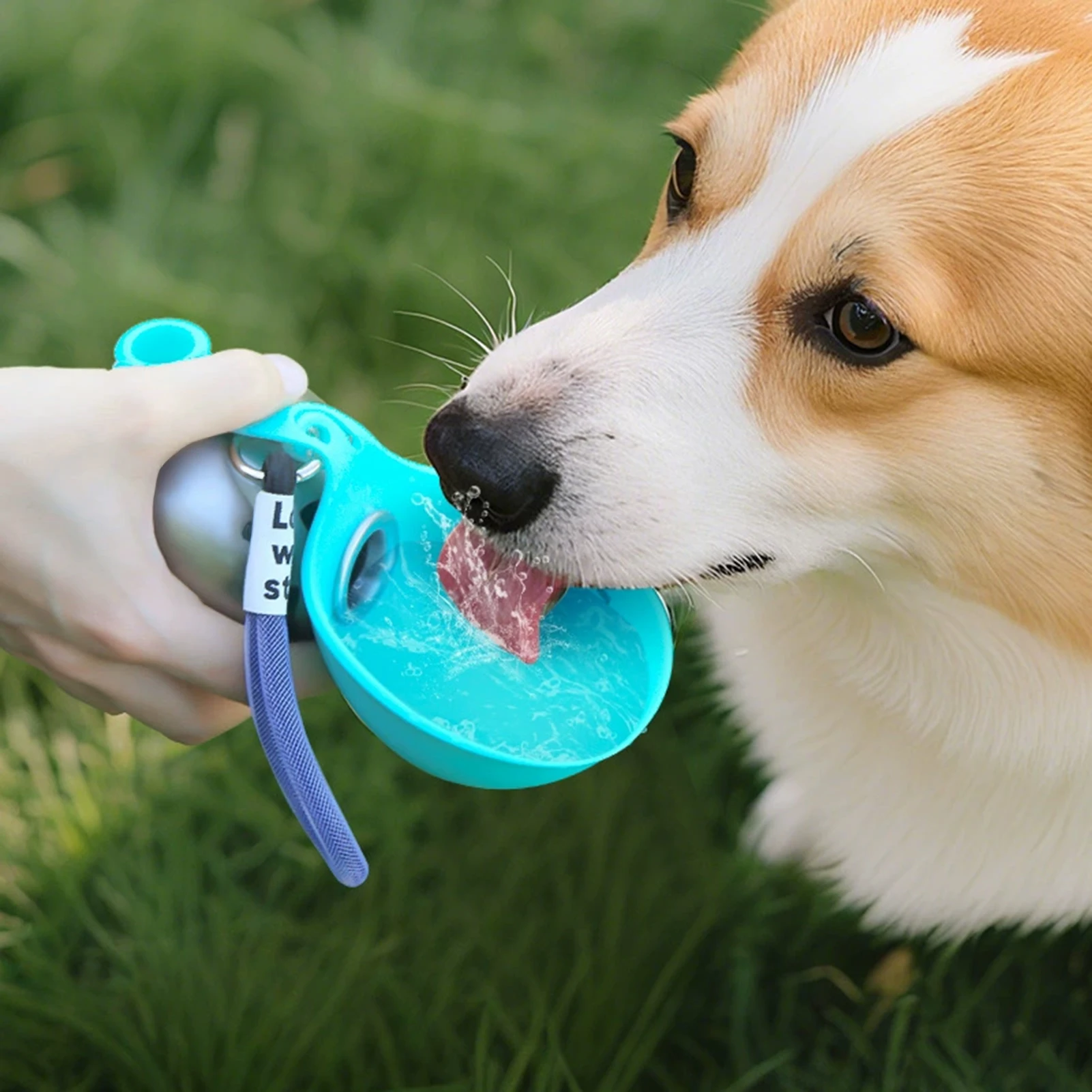 Thumbnail 2 - #7 Best Collapsible Dog Bowls to Buy In 2026