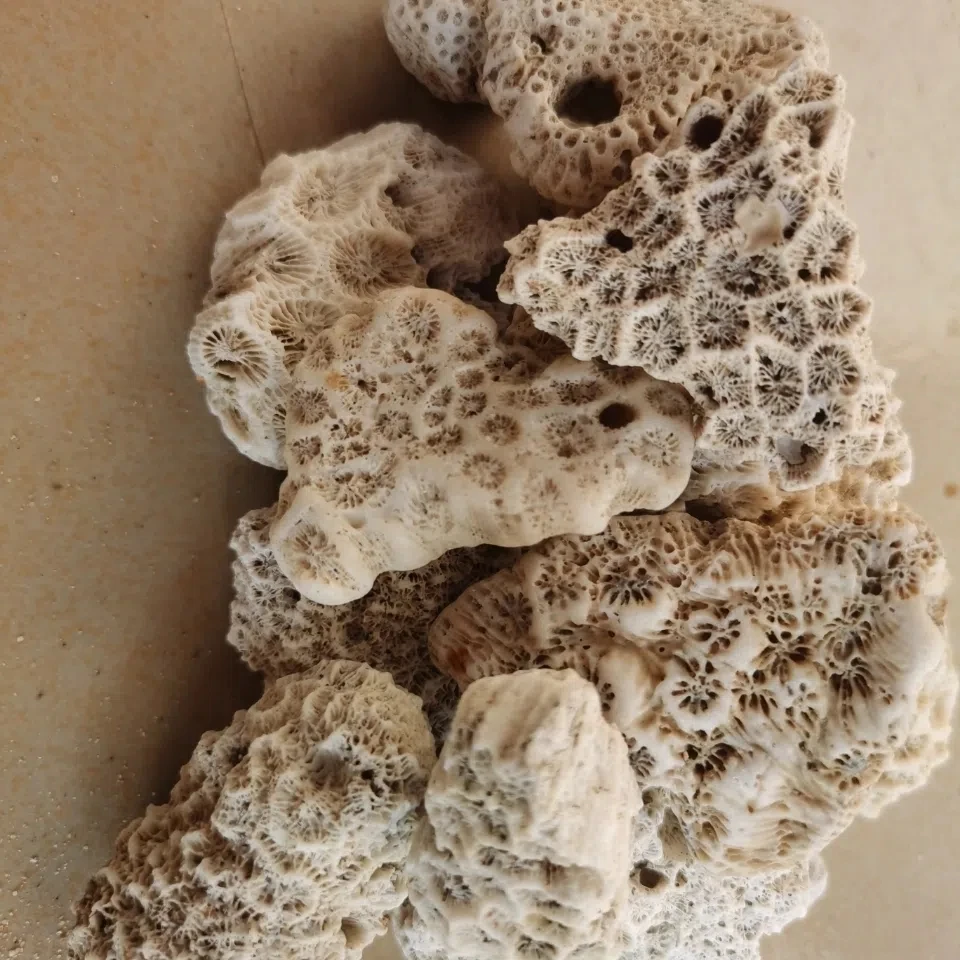 Coral Bone Fish Tank Filter Material High Quality Coral Sand Coral Stone Broken Coral Bone Decorative Aquarium Landscape Filter