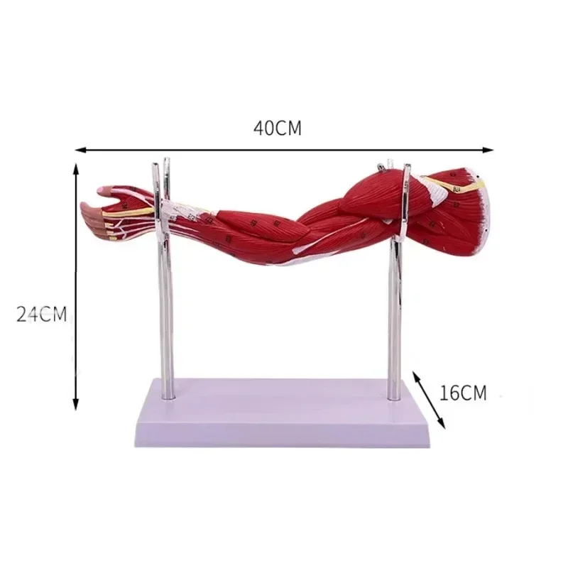

Anatomy Human Arm Muscle Lower Limb Leg Attached Vascular Nerve Medical Surgical Anatomical Model