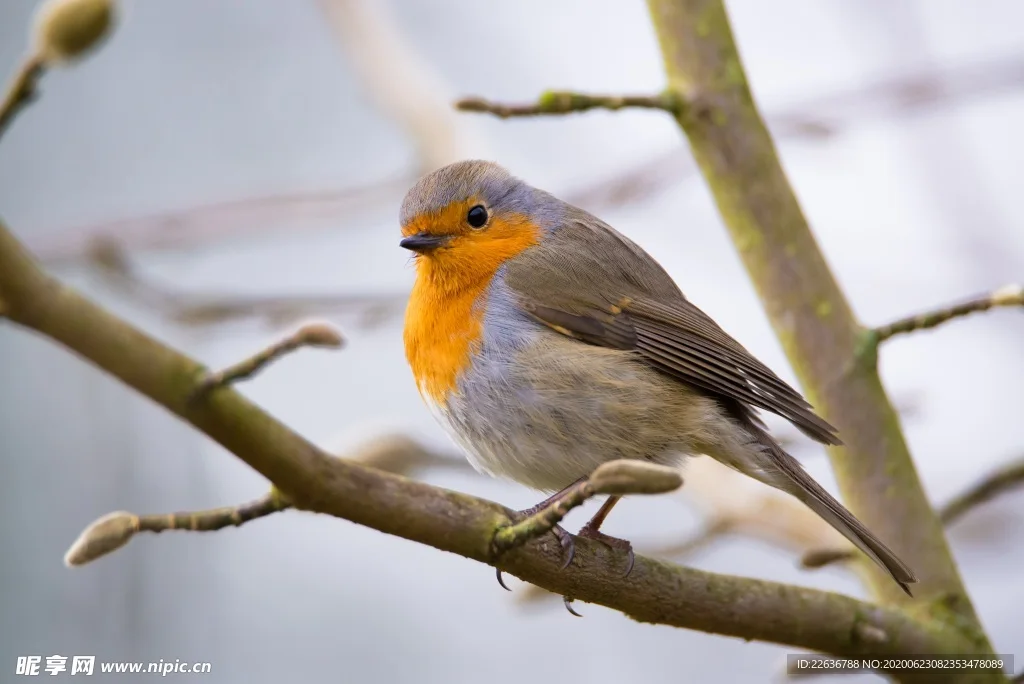 

Кузов для радиоуправляемой машины MN82 LC79, масштаб 1/12, запчасти и аксессуары для тюнинга радиоуправляемых машин