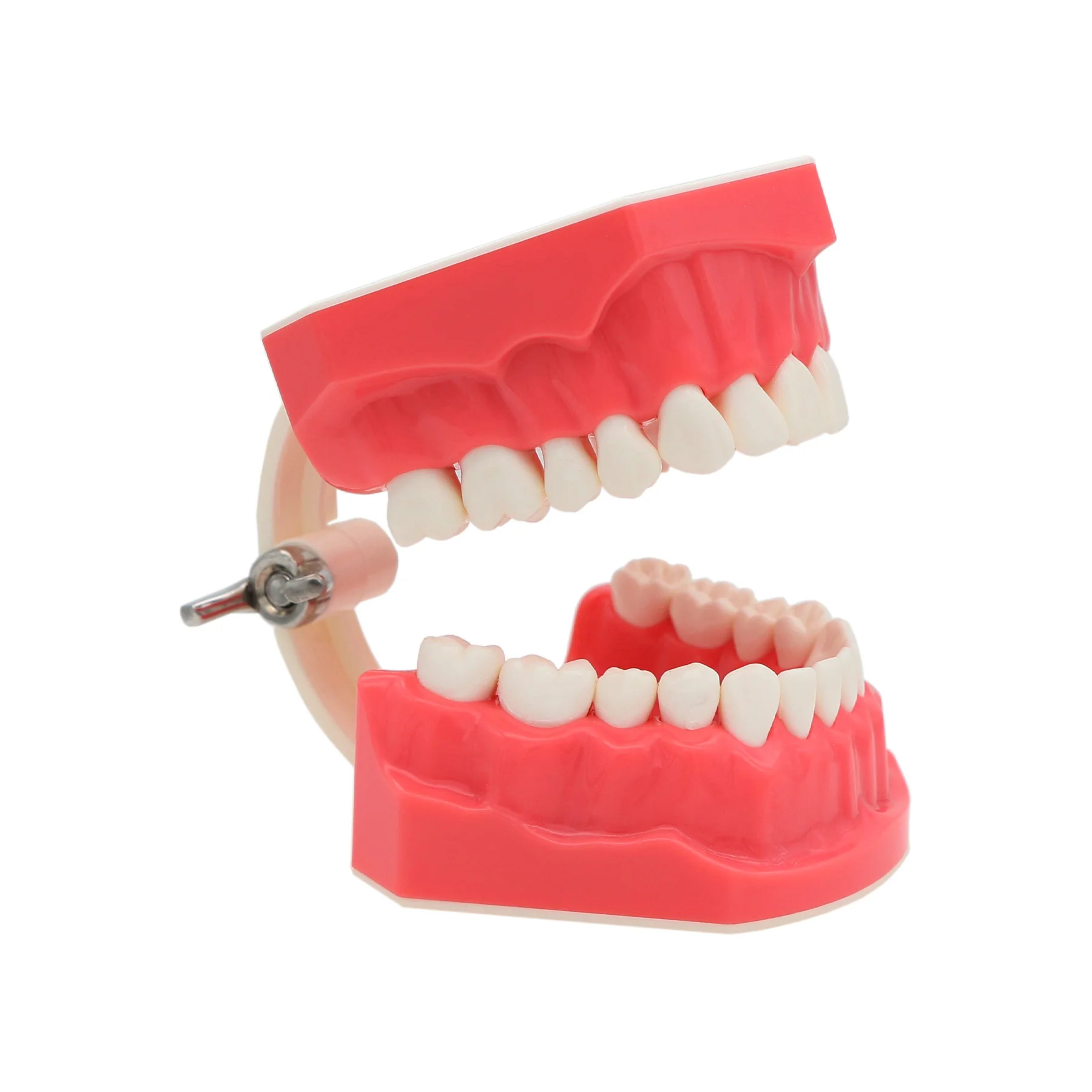 Dental Teaching Model Dentistry Orthodontic Teeth Model With Brackets For Dentist Studying Patient Demo