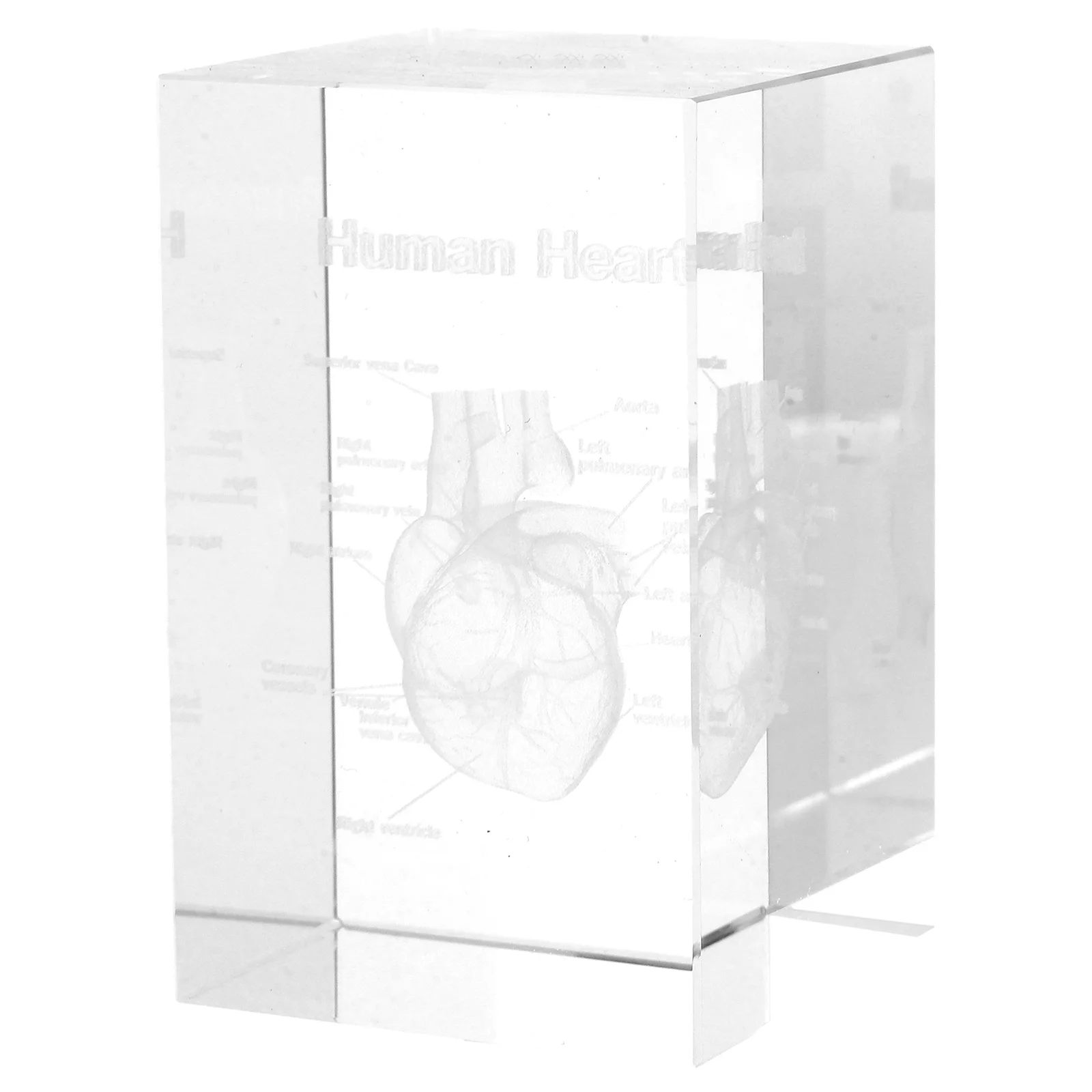 

Crystal Human Heart Anatomical Sculpture 3D Internal Engraving Scientific Display Paperweight Home Office Decoration Teaching
