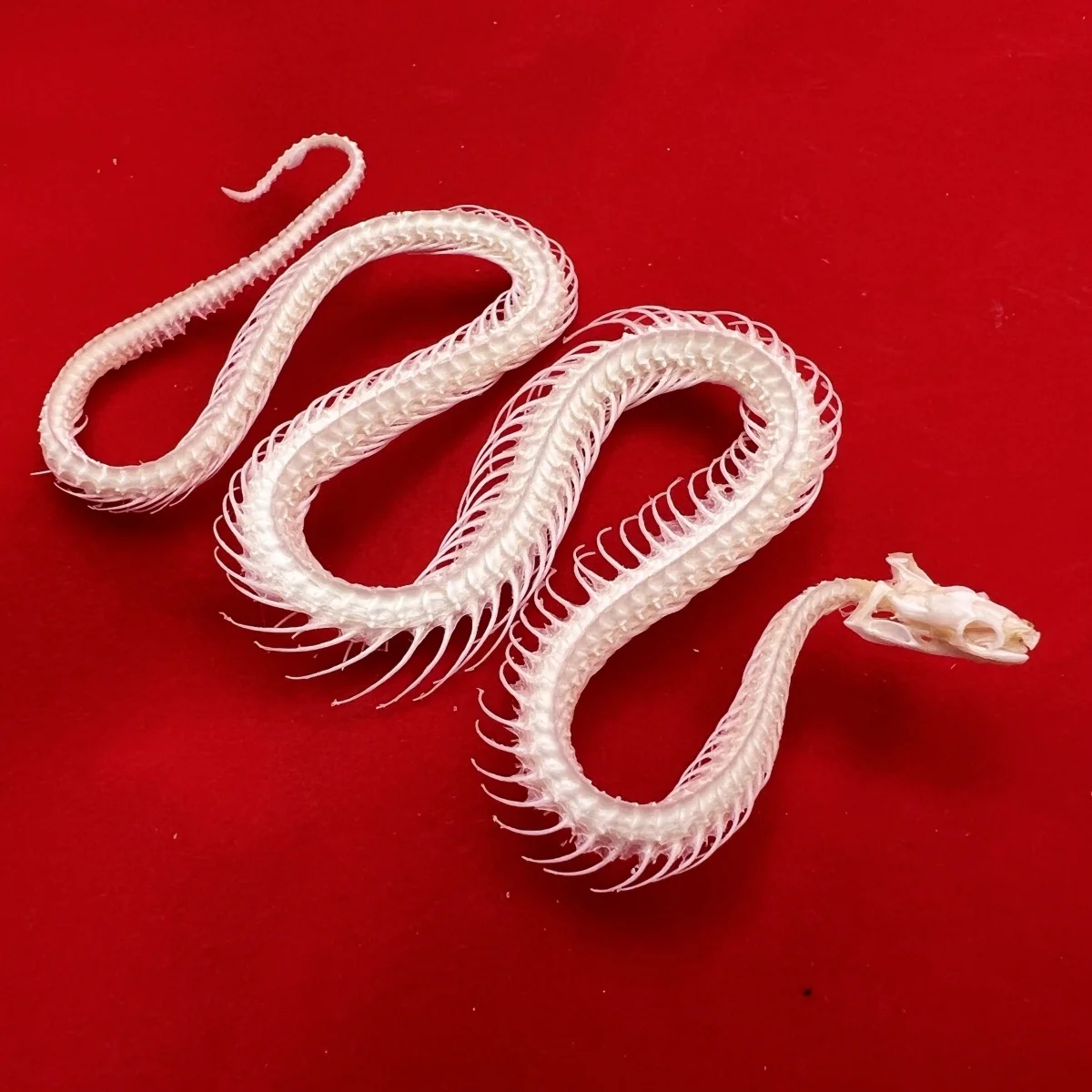 

Taxidermy Real Snake Skeleton, Real Animals Skulls Specimen, Taxidermy Supplies for Science Education, DIY Home&Office Decor