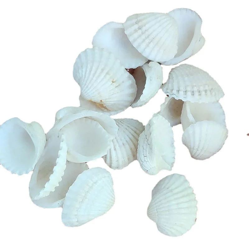 50Pcs Natural White Shell Sea Snail Fish Tank Vase Decorations White Scallop Small Ornamental Crafts 1-3CM