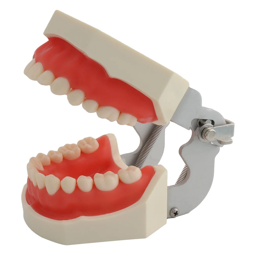 28/32 Teeth Model For Dental Technician Practice Training Jaw Typodont Standard Dental Model Teeth Teaching Model With Soft Gum