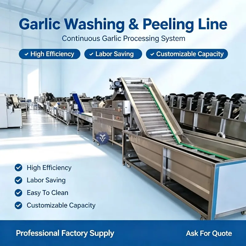 Customized Automatic Full Set Garlic Production Line Includes Garlic Cleaning Breaking Peeling Sorting Processing Machine
