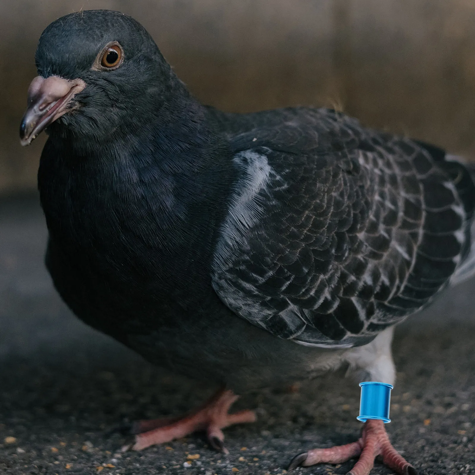 100Pcs Pigeon Racing Rings Lightweight Aluminum Foot Rings for Homing Pigeons Chicken Duck Hen Bird Leg Band Poultry