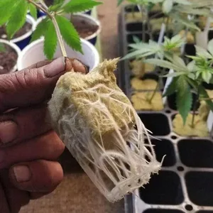 9 Bán hàng chính Goiaba Hạt giống - 1