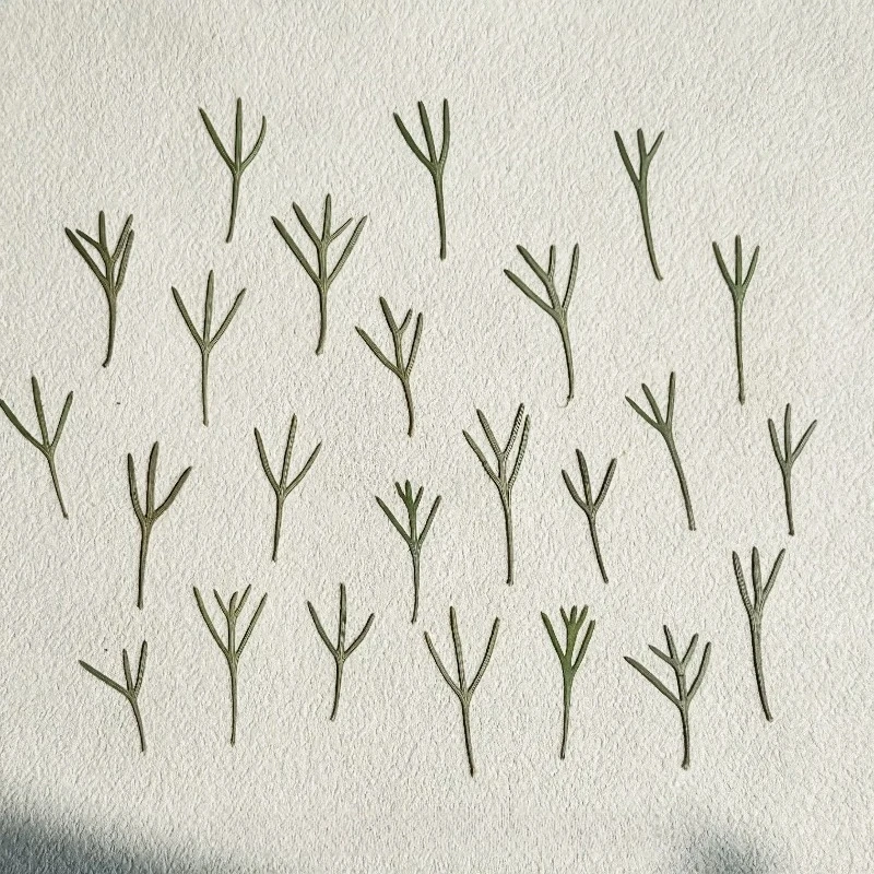 24 pezzi, Foglie di Achillea P - Dried Flower Bookmark recensione e prezzo