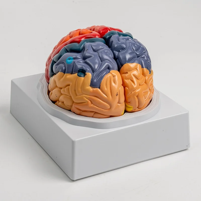 8-Part Brain Model - Color-Coded Functional Regions for Neuroanatomy Education Surgical Training JVLAB