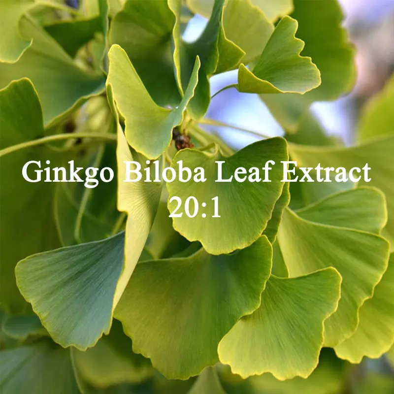 

Global Customized Ginkgo Biloba Leaf Extract Powder 20:1,Kraft paper bag Packing for Fast Delivered, [Latest Date]