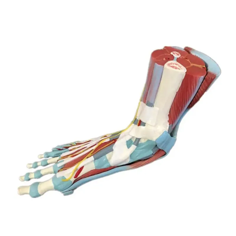 Medical Human  Anatomy Foot Muscle Model 7part