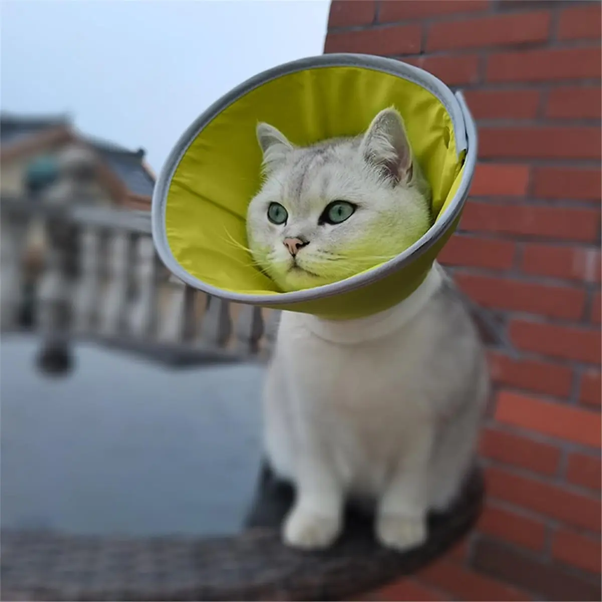 Adjustable Cat Cone Collar Anti-Bite Elizabethan Collars Breathable Easy to Eat and Drink Pet Protective Cover M
