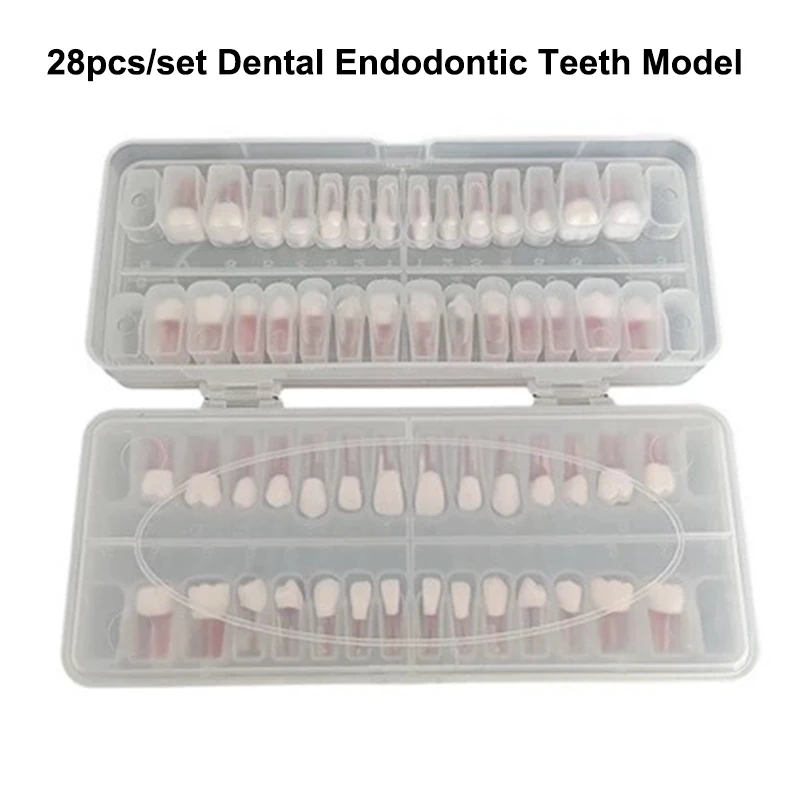 28 pz/set Dentale Endodonzia Denti Modello Bocca Completa Canalare Pratica Modello di Studio Endo Denti Blocco di Formazione