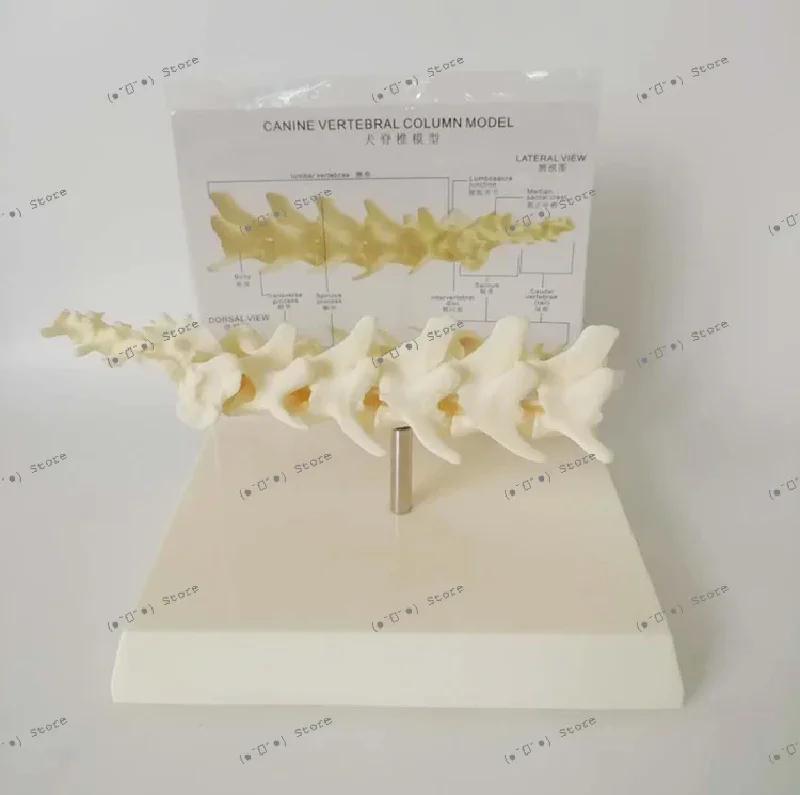 

dog spine model skeleton animal skeleton dog skeleton canine teaching pet animal husbandry dog lumbar spine