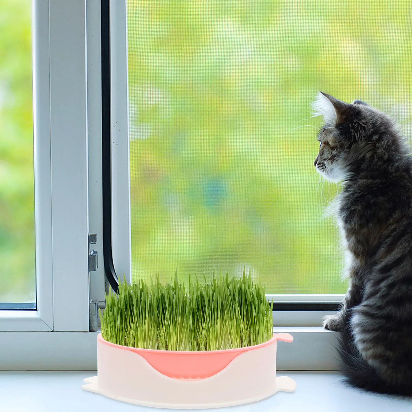 Household Cat Grass Planter Hydroponic Soilless Cat Grass Box for Pets Sun Exposure Friendly Convenient Water Level Control