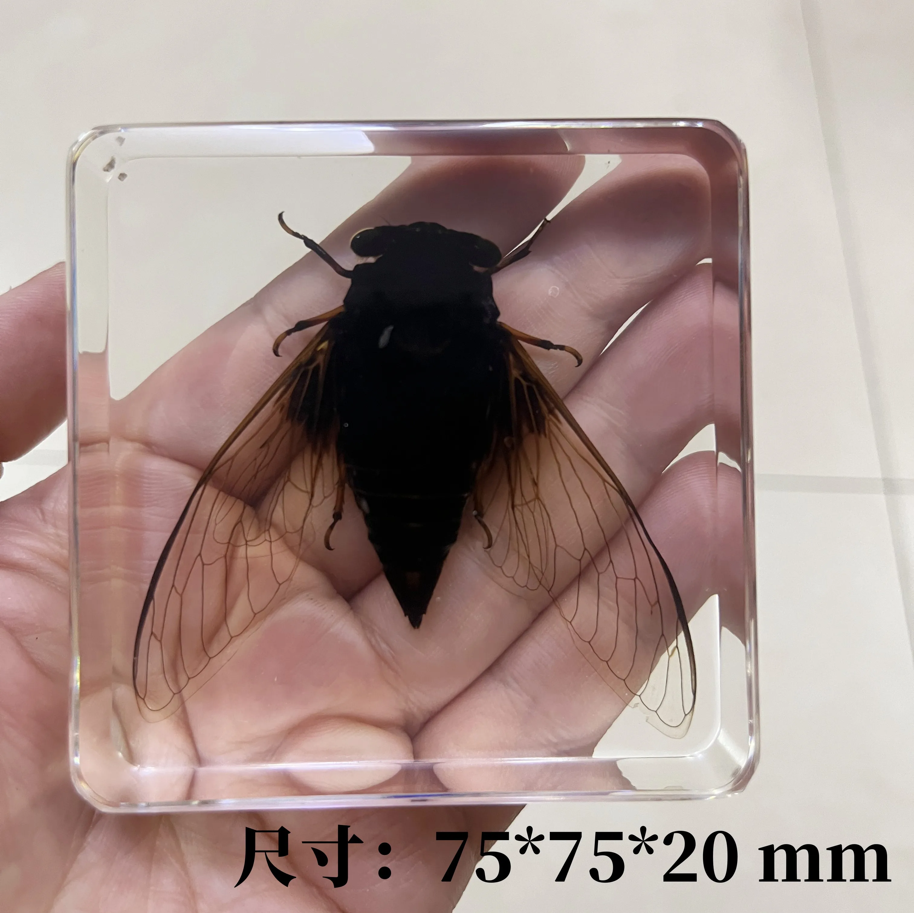 Resin Insect Specimen Handicraft Centipede Spider Beetle Scorpion Biological Sample Boy Gift