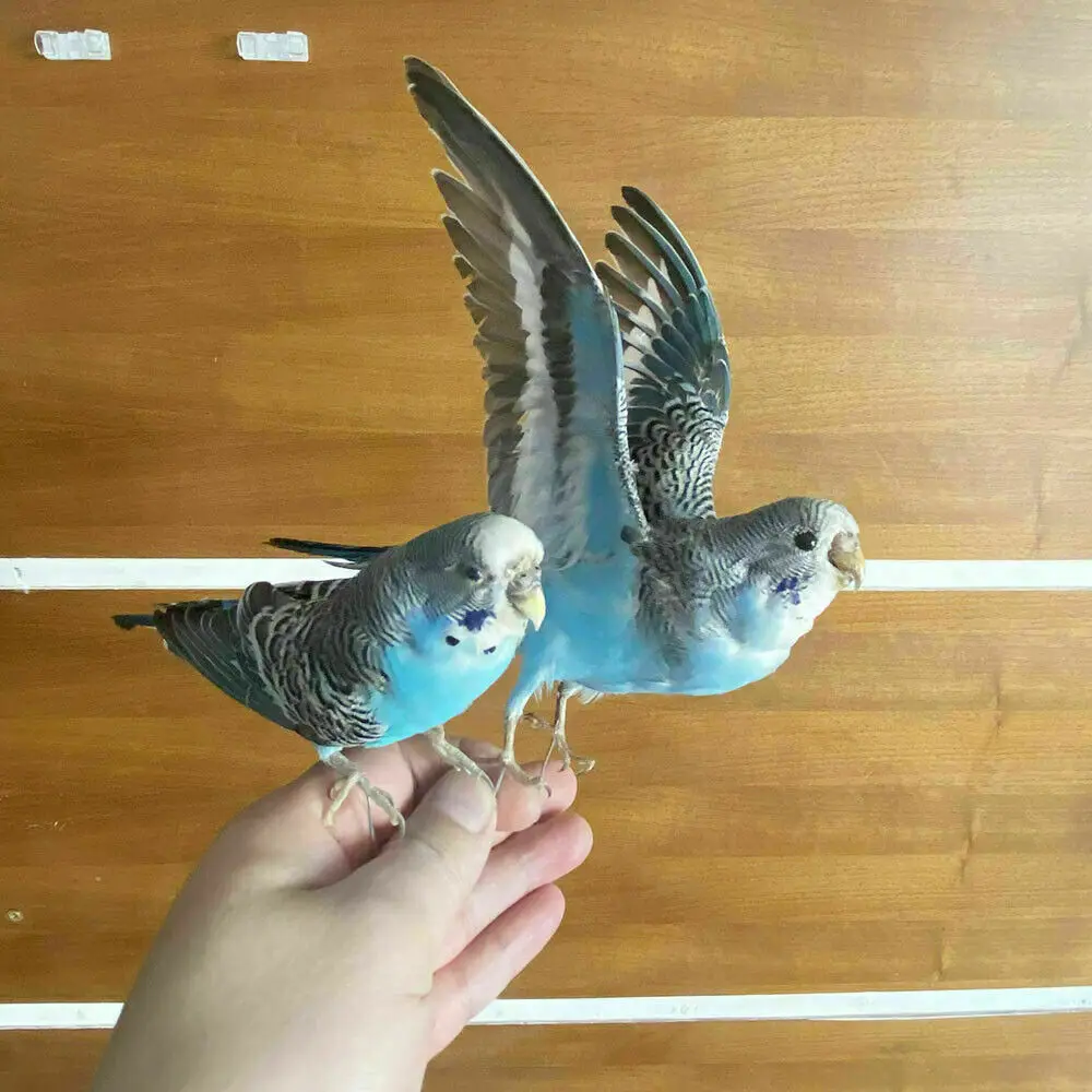 

Eurasian Animal Specimen Filling, Blue Parrot, Teaching and Decoration