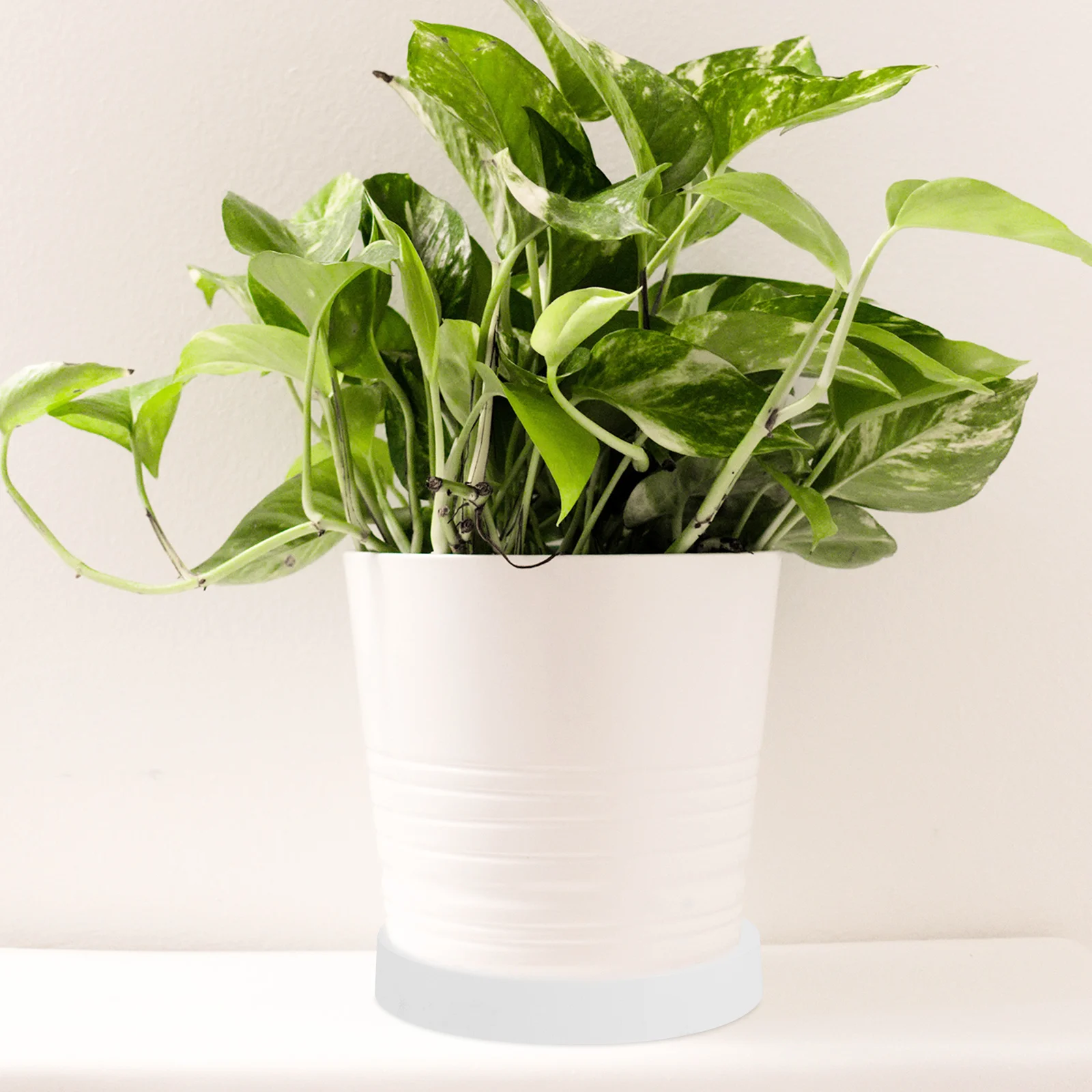 

5Pcs Durable Plastic Flowerpot Tray Plant Saucer Round Shaped Water Catcher for Indoor Outdoor Gardening Projects