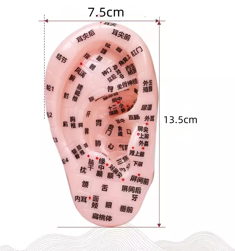 Modelo de acupuntura de oreja, 13CM, modelo de acupuntura de oreja meridiana, regalos, mapa de acupuntura