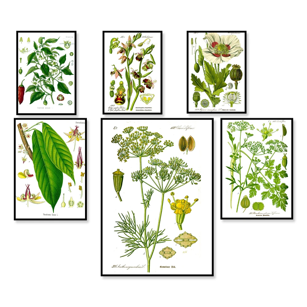 Printable Wall Art, Floral Wall Art, Botanical illustration poster, Vintage floral Botanical Wall Decor Ideas
