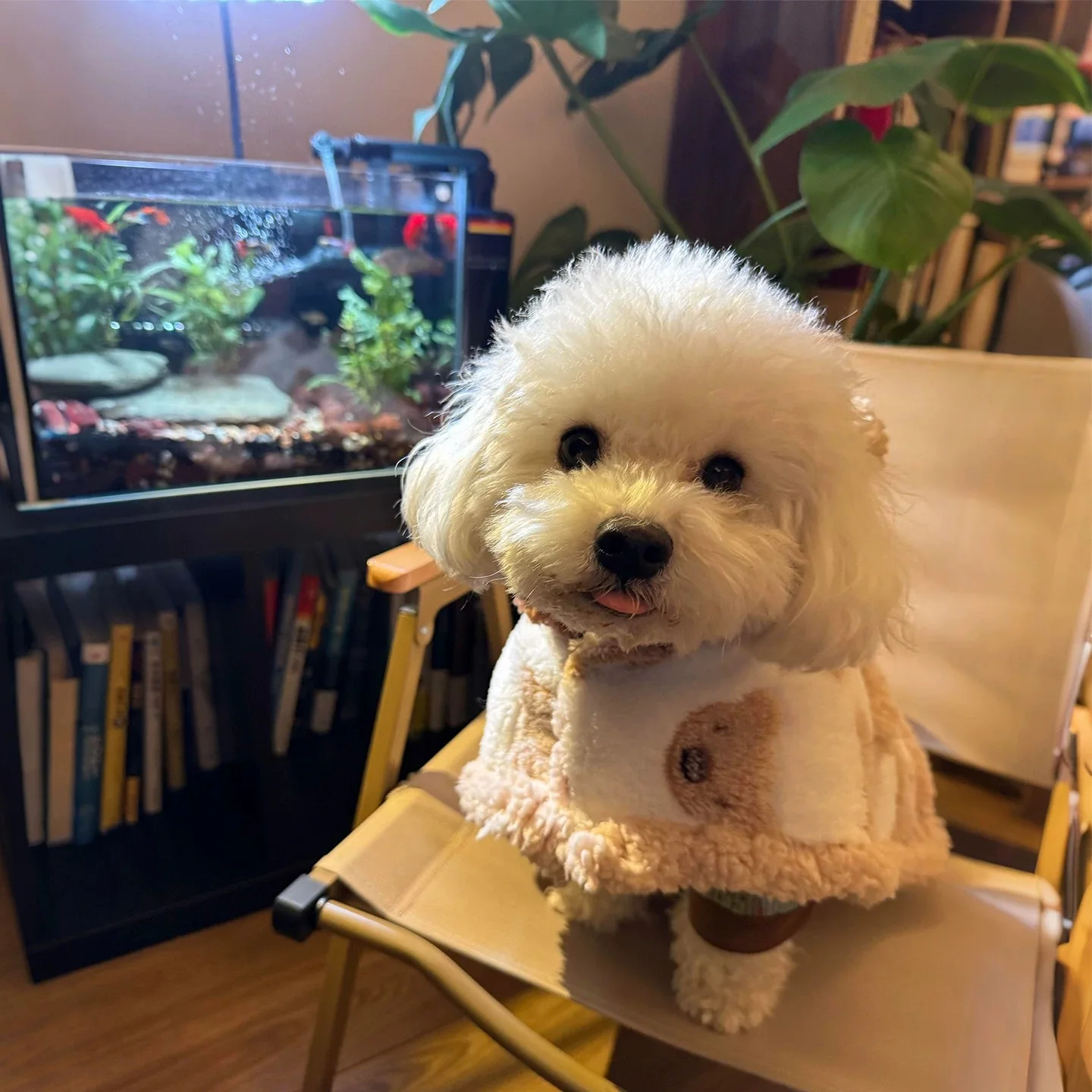 2 في 1 جرو معطف الحيوانات الأليفة الدافئة الدب كيب الدافئة الكلب لحاف بطانية للحيوانات الأليفة كيب كيب بطانية Schnauzer فصيل كورجي القط معطف مصمم الكلب الملابس