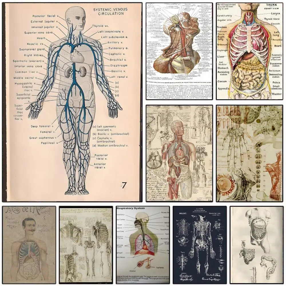 Retro Organ Systems in the Human Body Poster Wall Art Print Decorative Mural Home Decor Gift Unframed