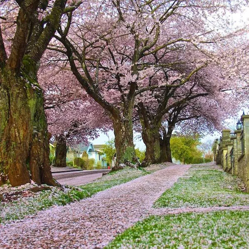 

MC-G01 Картридж для обслуживания Canon MAXIFY GX6010 GX7010 GX6020 GX7020 GX6030 GX7030 GX6040 GX7040 GX6050 GX7050 GX606060