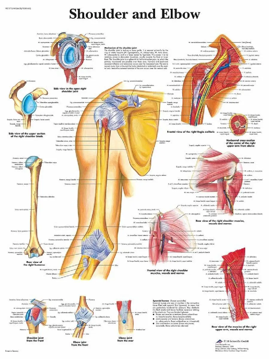 Human Anatomy Muscles System Silk Painting Wall Art Poster  Medical Education Body Map Pictures for Clinic Decoration