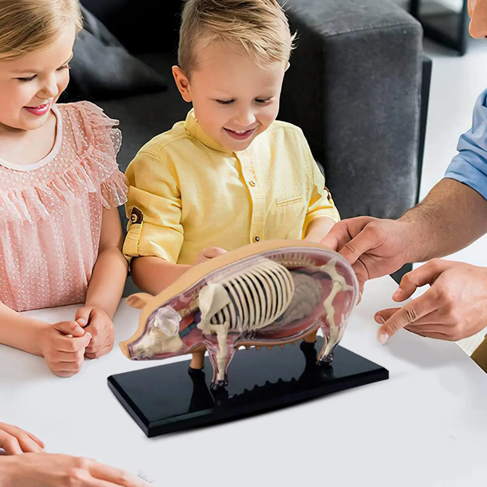 Modelo de anatomia do suíno destacável-idiílio de ensino de biologia veterinária brinquedo de demonstração científica destacável para clínicas de animais de estimação em sala de aula