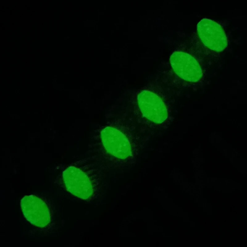 Lunker Sabiki Rig Trevally طُعم صيد الأسماك في المياه المالحة المتوهج المضيء Maruseigo الذهبي الماكريل