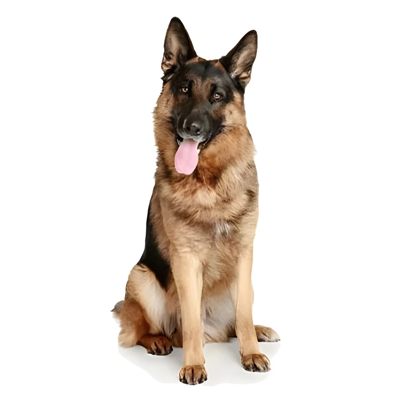 

GS23#6x3 inches Sitting German Shepherd - Sticker Car Decals, Weather-Resistant Vinyl Stickers for Windows, Bumper, Laptop