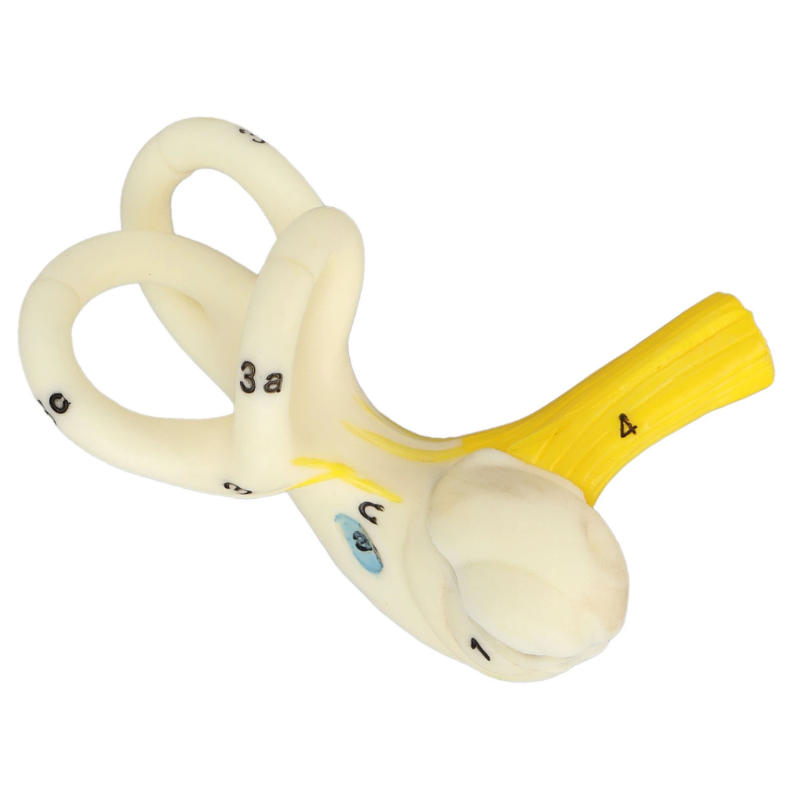 Ear Semicircular Canal Anatomical Model 5X Magnification Clear Structure Inner Ear Cochlea Model