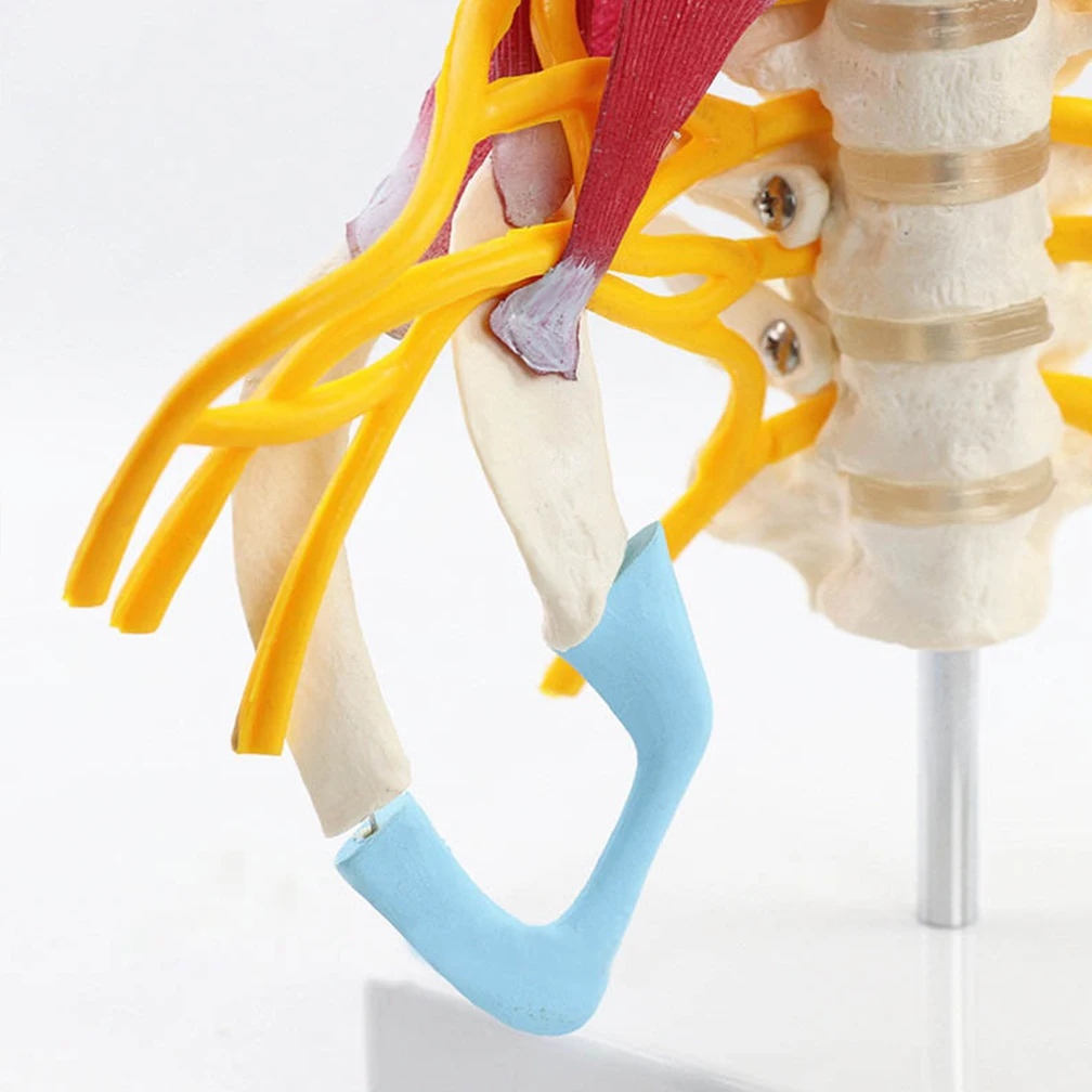 1:1 Human Cervical Spine Anatomy Model With Muscle Nerve Brainstem Occipital Bone Medical Science Teaching Resources Detachable